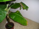 Musa Bananarama